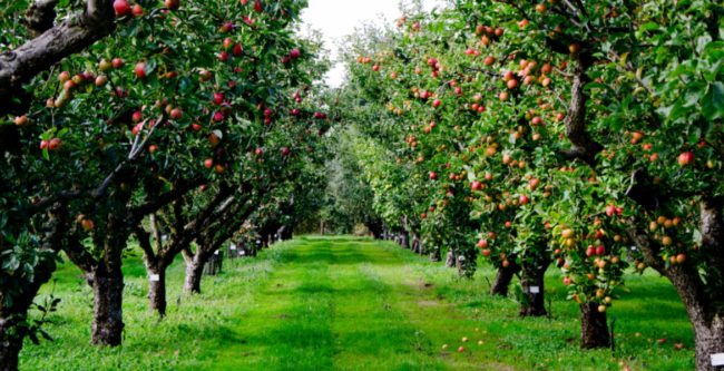 بنيا بيتهما وتعلما نسج لباسهما.. كيف بدأ آدم وحواء حياتهما بعد النزول إلى الأرض؟