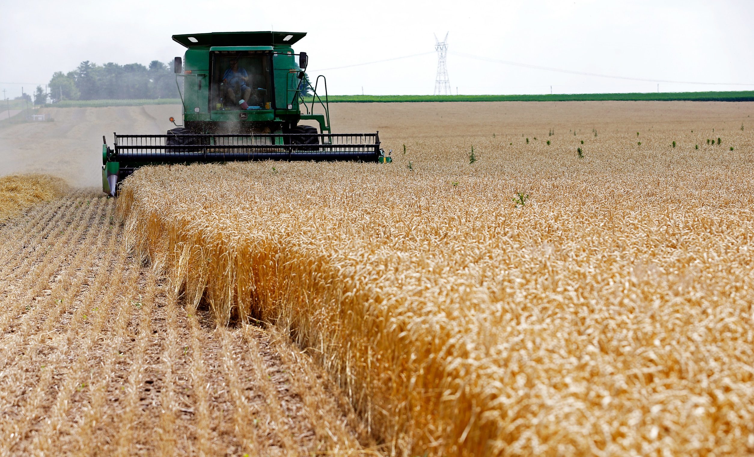 القمح الأمن الغذائي الشرق الأوسط أوكرانيا