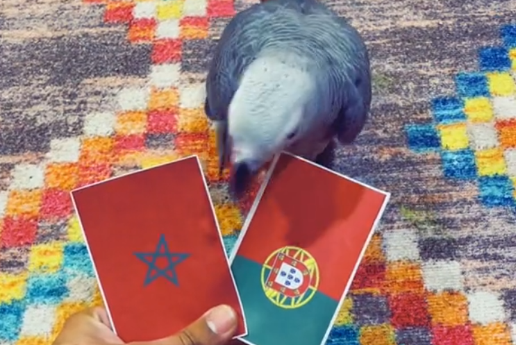 Social Media/ توقعات الببغاء "باندا" للقاء المغرب والبرتغال