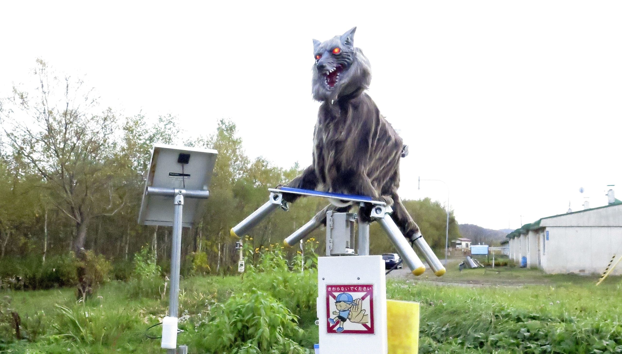 اليابان تواجه الحيوانات البرية بالتكنولوجيا! تستخدم مسيّرات صيد وذئاباً آلية لحماية المحاصيل الزراعية