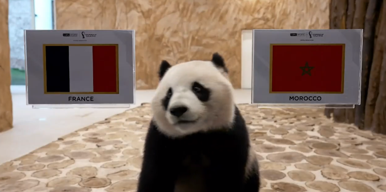 تويتر/ الباندا سهيل يتوقع الفائز من مباراة المغرب وفرنسا