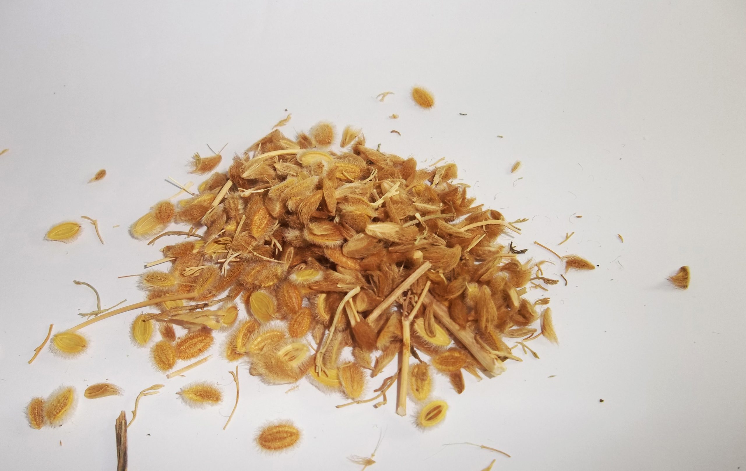 فوائد الكمون الصوفي