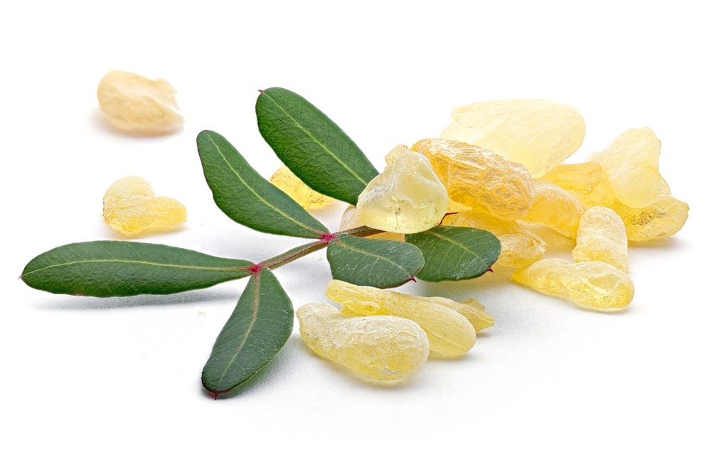 المستكة نبات عطري خفيف يبدو مثل اللبان أو الصمغ - ShutterStock