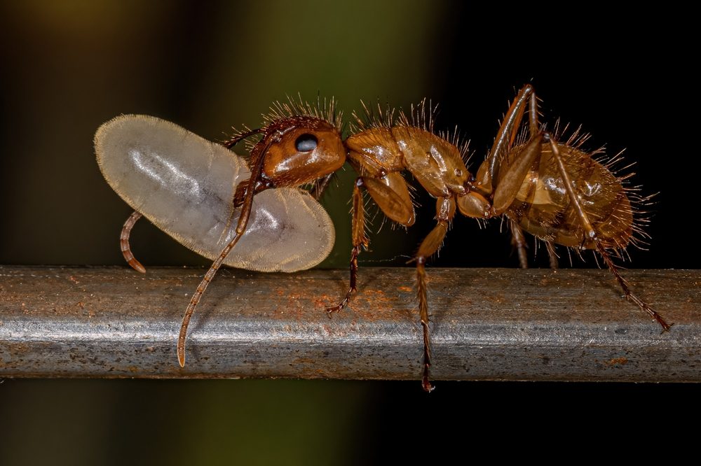 ما هو "حليب النمل" الذي أثار الكثير من الجدل في عدد من الدول العربية؟