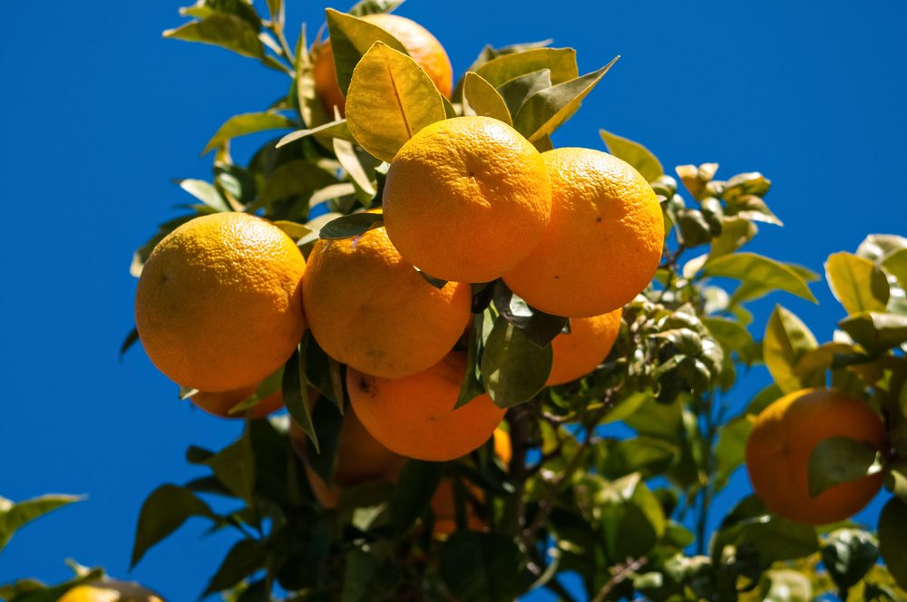 يُعتقد أن اللارنج نشأ أول الأمر في جنوب شرق آسيا - ShutterStock
