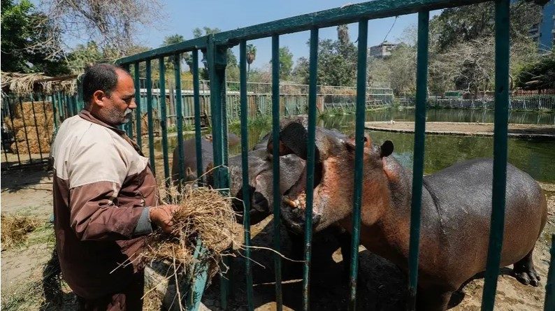 الملاذ الترفيهي للفقراء بمصر في خطر.. مصريون يخشون على حديقة الحيوان التاريخية بالجيزة بعد الاستثمار الإماراتي
