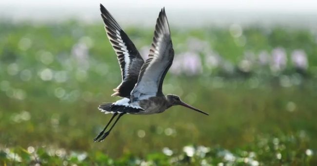 “قطع نحو 13500 كيلومتر بلا توقف”! أطول رحلة لطائر تدخل موسوعة غينيس للأرقام القياسية