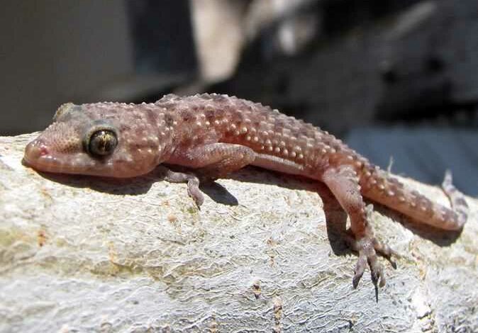 “أبو بريص” مصرية تصل خفية إلى بريطانيا.. قطعت رحلة طويلة وسط علبة فراولة، ولندن تُخضعها للحجر