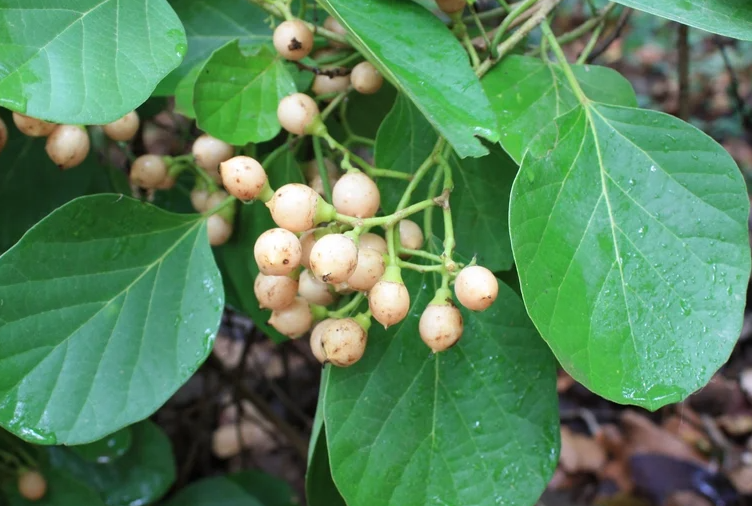 فاكهة البمبر