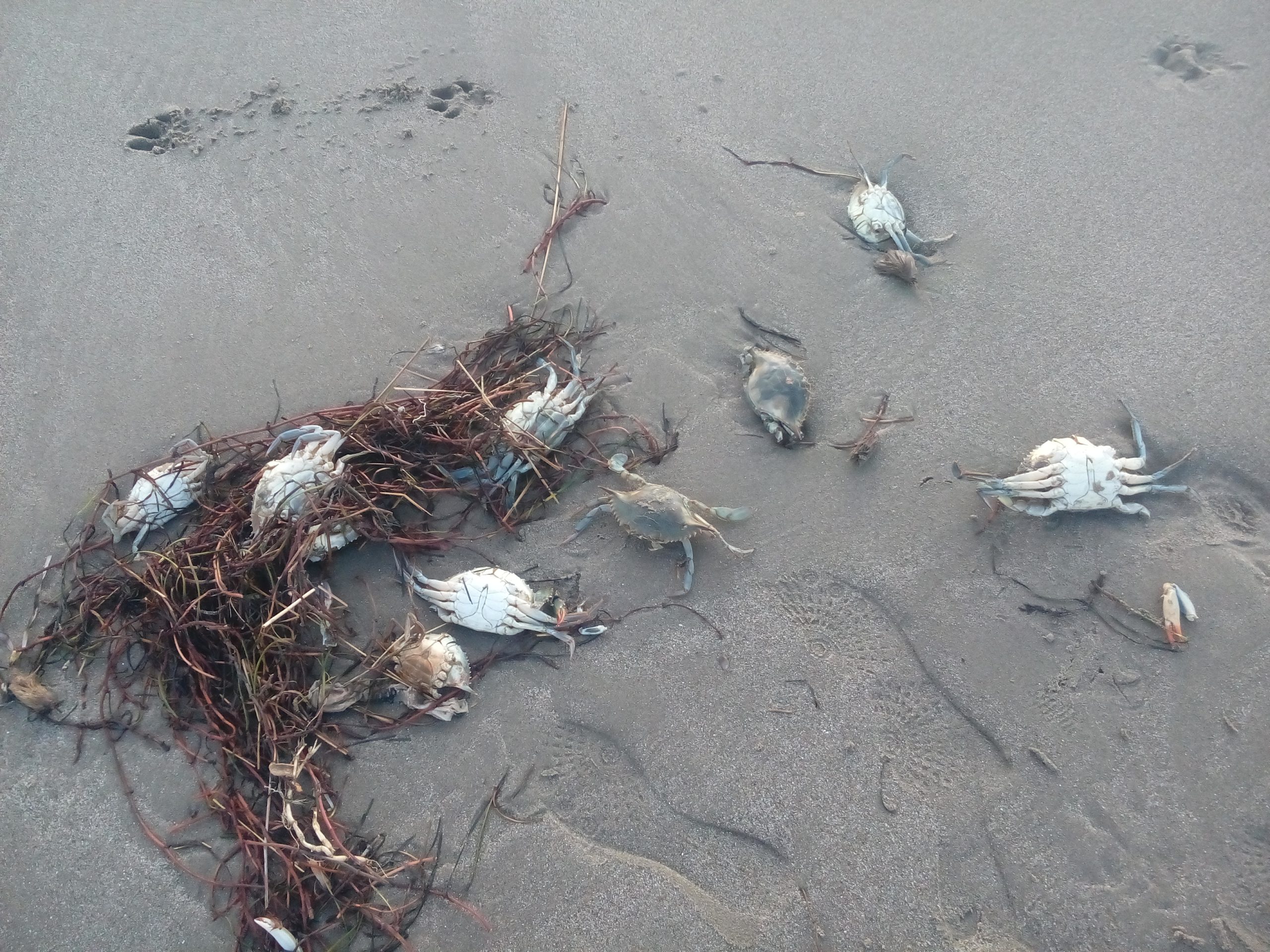 سرطانات البحر انجلترا