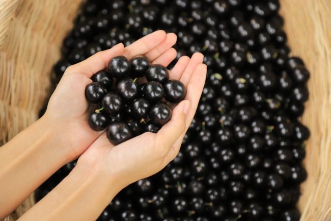 يُنصح بها لمرضى فقر الدم وتساعد في علاج جميع أنواع الالتهابات.. فوائد فاكهة العنب البرازيلي