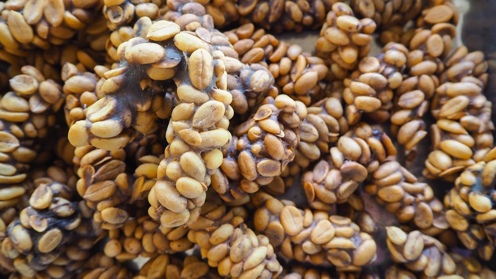 أغلى قهوة في العالم 