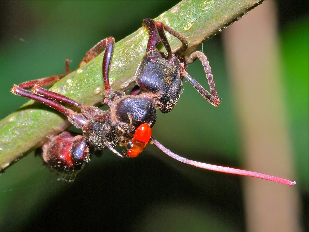 هل نشهد وباء يحوِّل البشر إلى “زومبي”؟ هناك فطر يقوم بذلك بالفعل، وإليك الكائنات الحية التي يخترقها