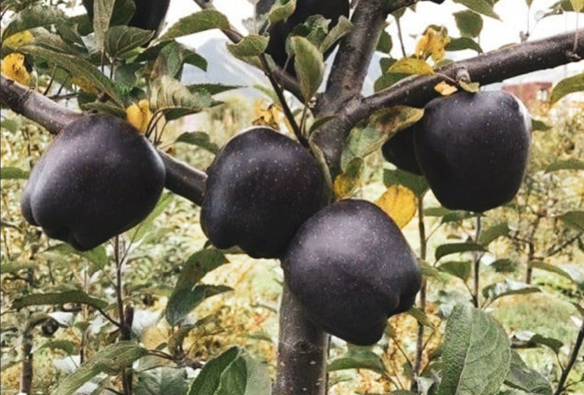 تفاح الألماس الأسود