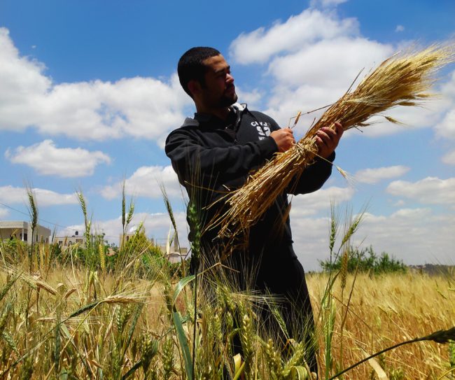 الفلاحون جيش مصر الأخضر.. اعتراف تحت قبة البرلمان بفشل الحكومة