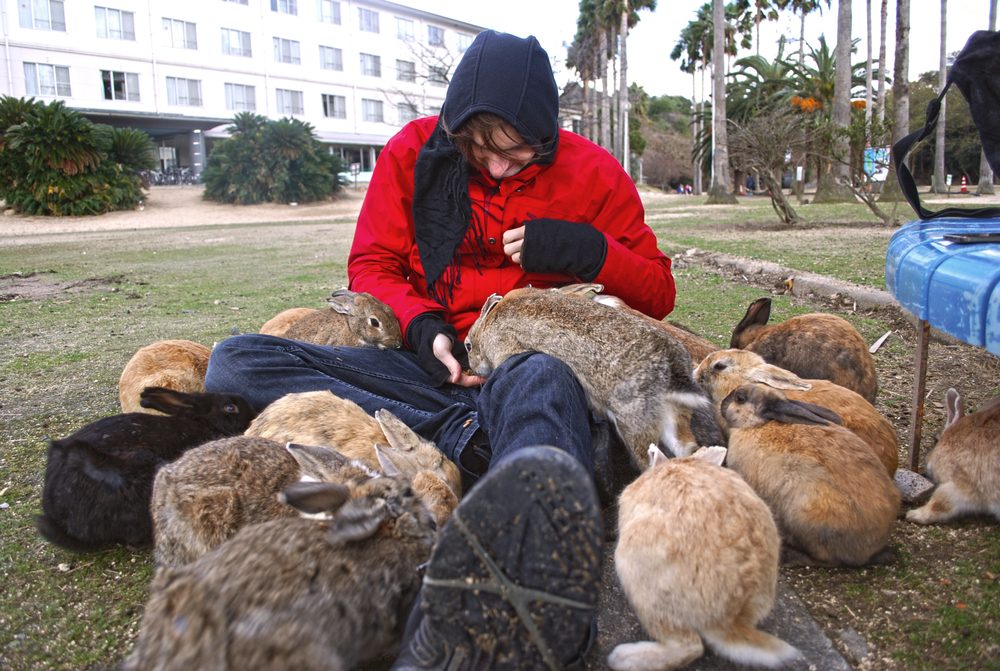 جزيرة الأرانب