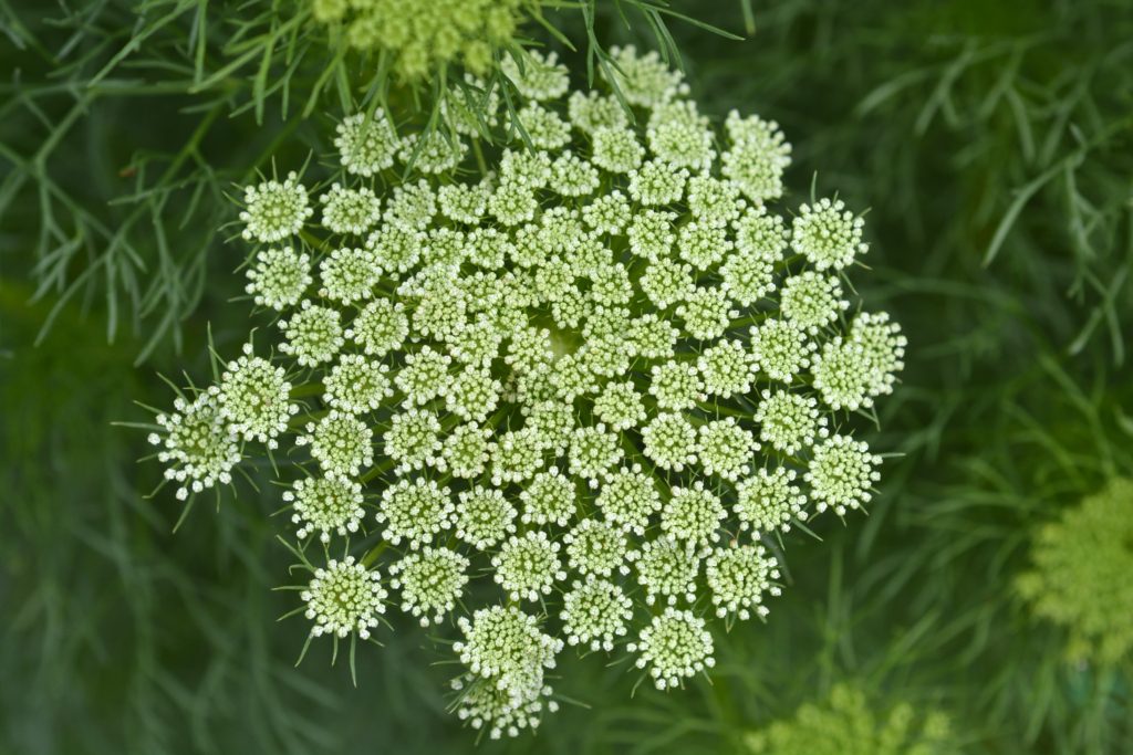 6 فوائد صحيّة لبذور الخلة