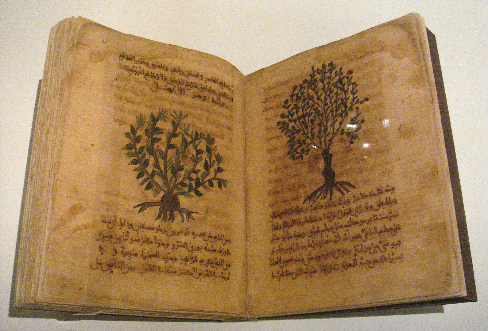 مخطوطة من كتاب 