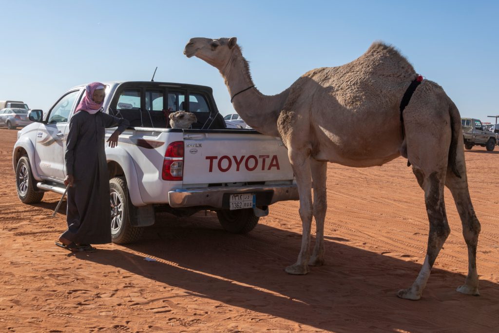 الإبل مسابقات السعودية