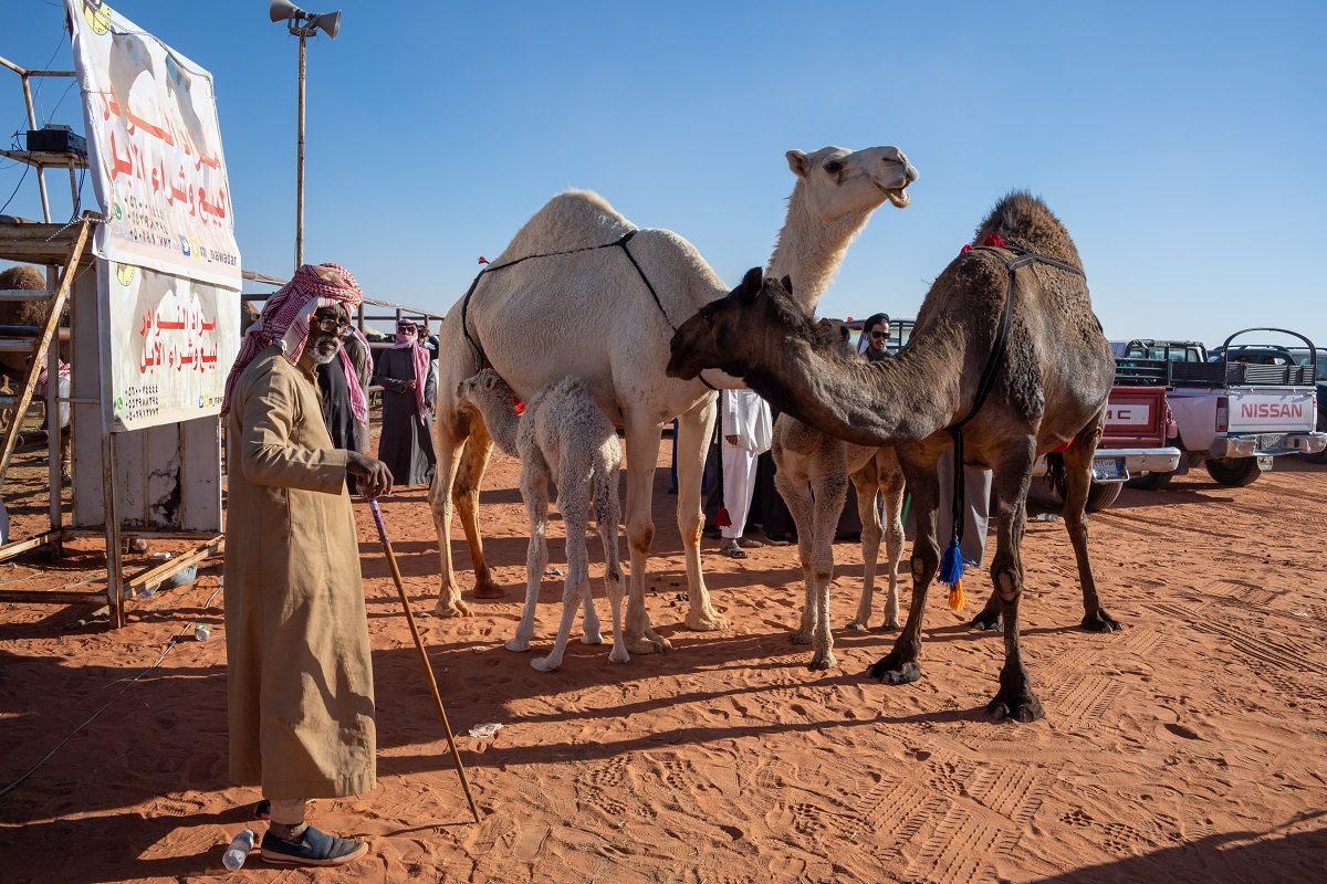 الإبل السعودية