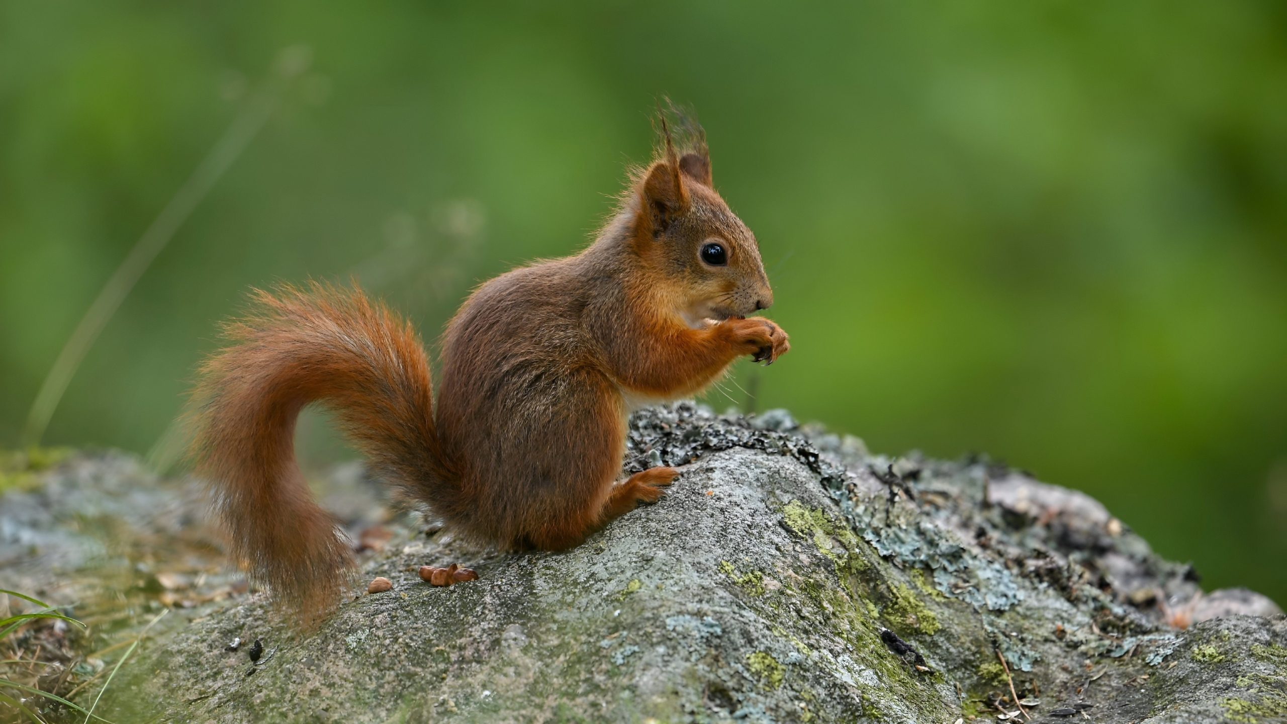 السناجب بريطانيا