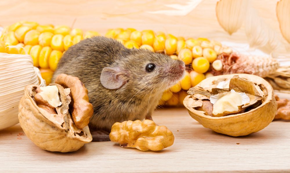 الفئران تفضل الحبوب والبذور| shutterstock