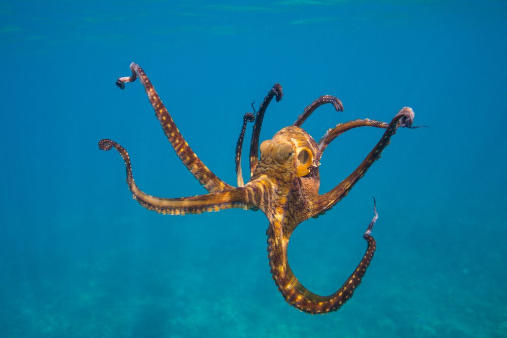 حركة الأخطبوط في اعماق البحر| shutterstock