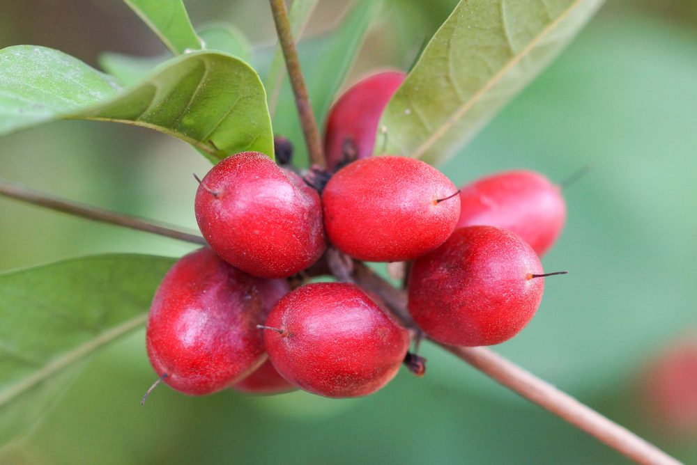 ثمرة سحرية وحلوة المذاق يمكنها تغيير نكهة الفم لساعات! فوائد واستخدامات الفاكهة المعجزة | عربي بوست