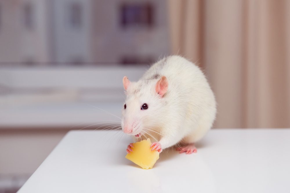 الفئران تحب الجبن
