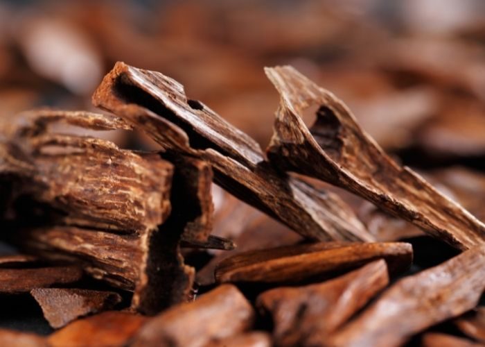 عشبة عود غريس