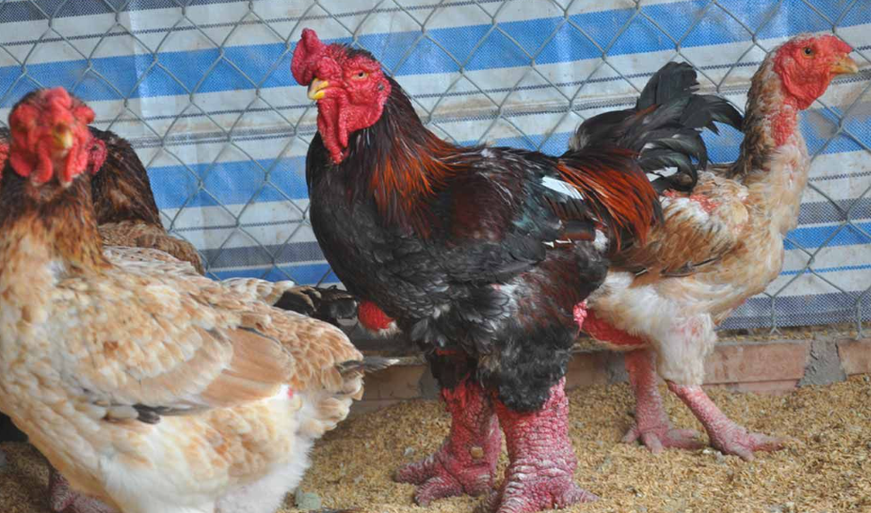 دجاج التنين