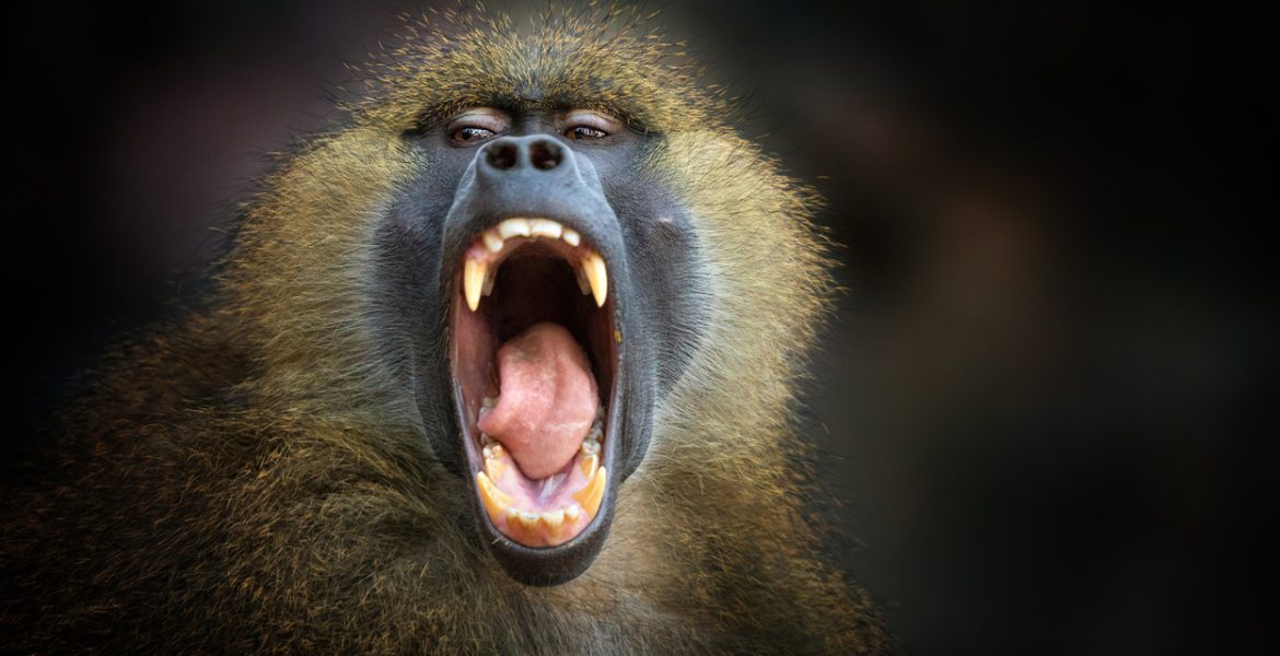 تشابهات غريبة مع البشر.. 7 طرق استراتيجية تلجأ إليها الحيوانات لحل الخلافات بينها