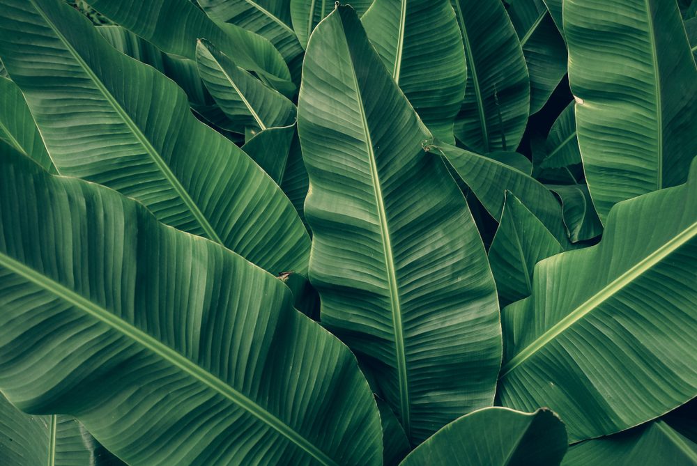 أورق الموز| Shutterstock