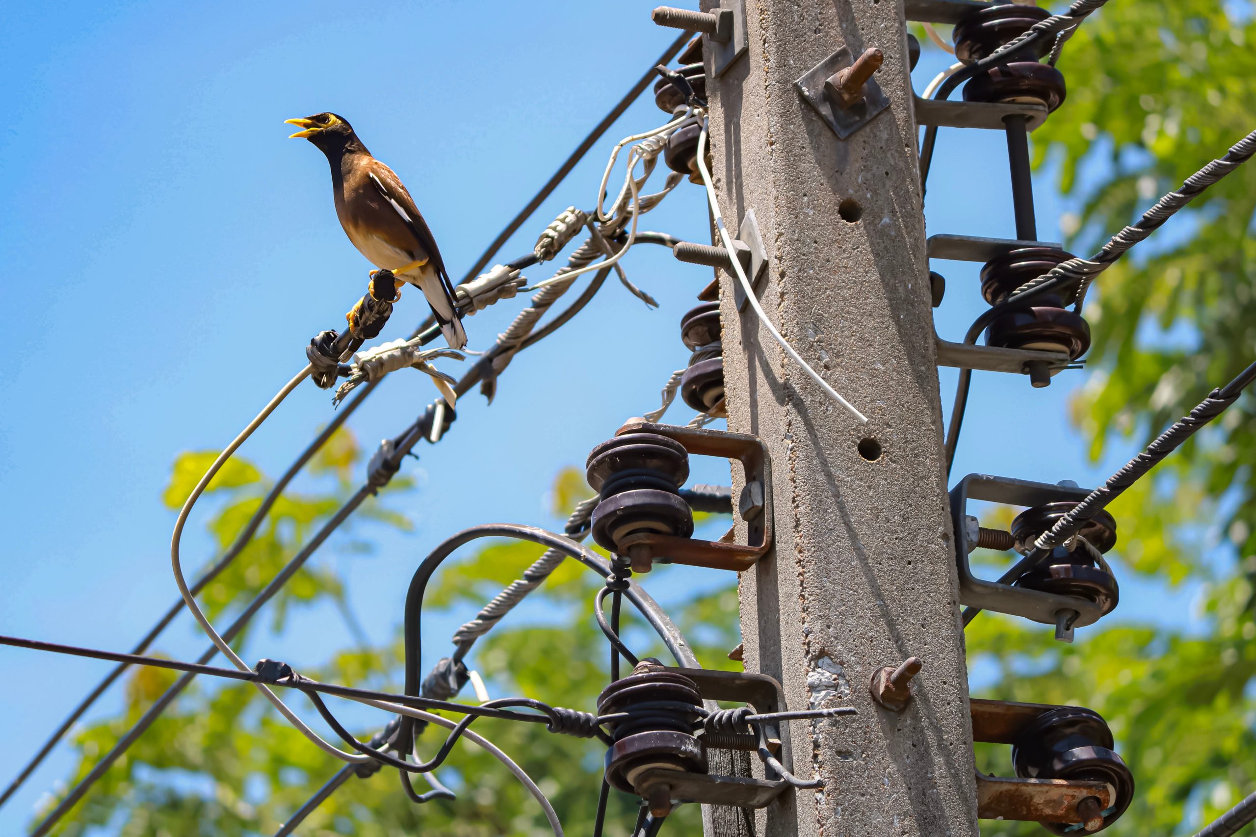 الطيور عند الوقوف فوق الأسلاك الكهربائية