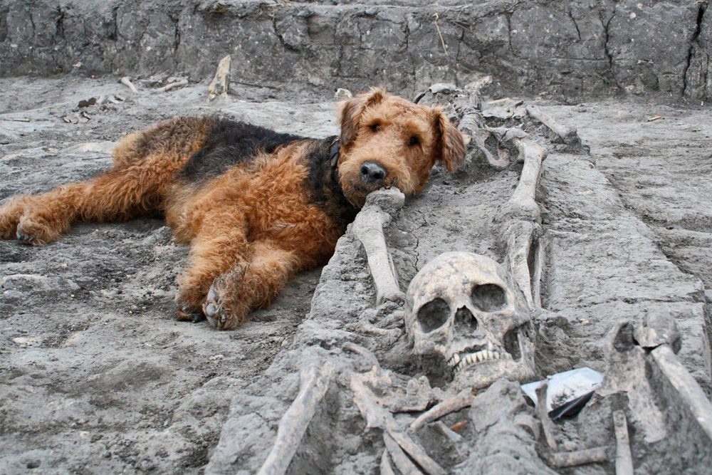 عملات ذهبية بملايين الدولارات وهياكل ديناصورات منقرضة منذ ملايين السنين.. 5 اكتشافات أثرية بسبب الكلاب