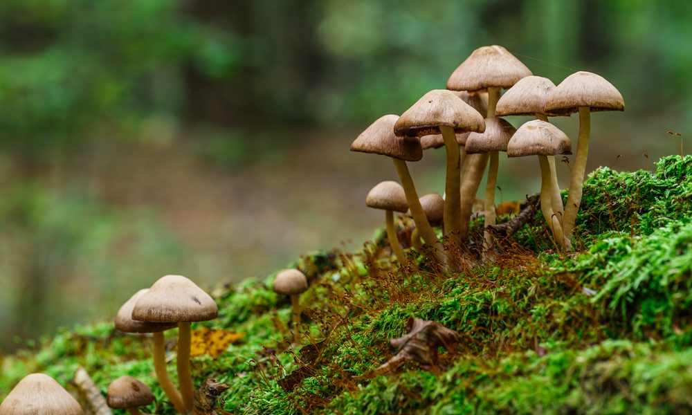 ملابس ومواد بناء مصنوعة من “الفطر”… هل يصبح قريباً بديلاً عن البلاستيك والجلد؟