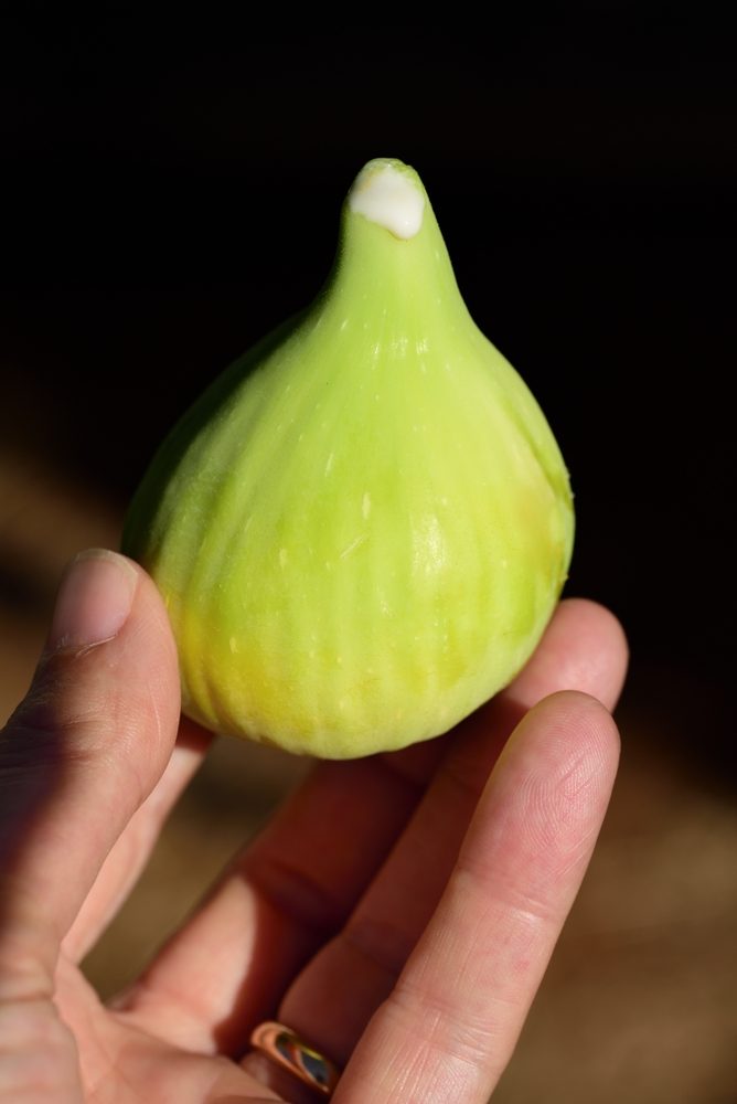 استخراج حليب التين بعد قطفه| shutterstock