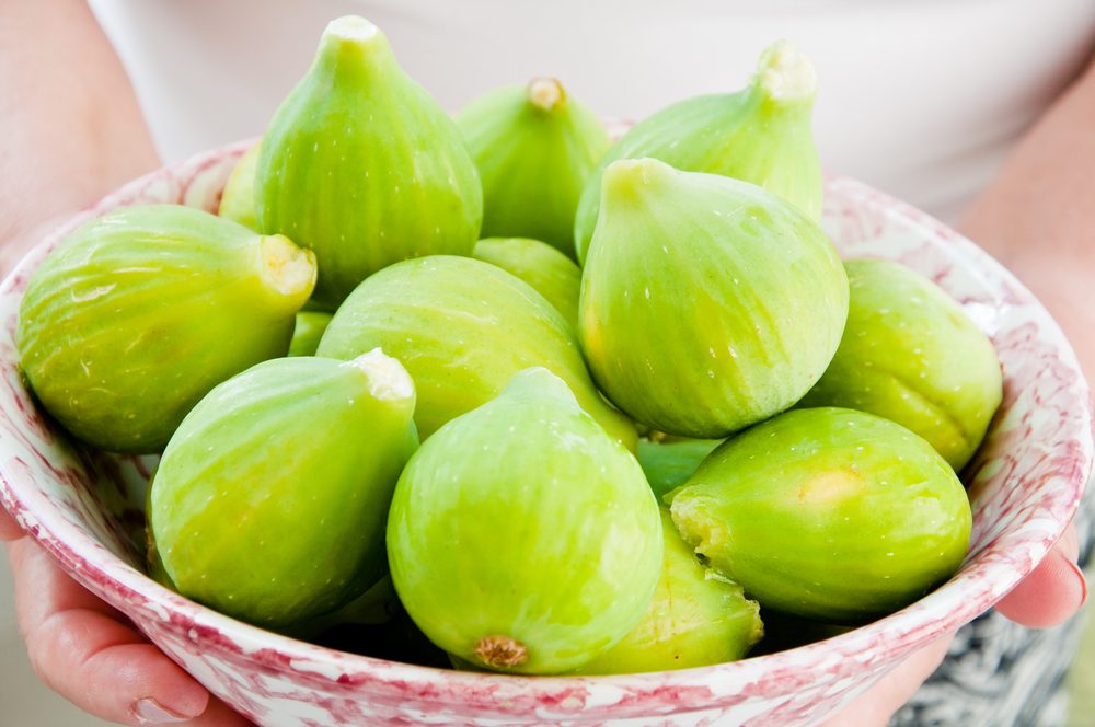 استخراج حليب التين بعد قطفه| shutterstock