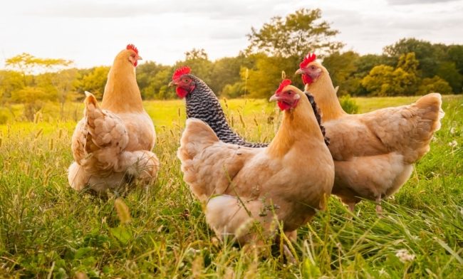 السجن لرجل بالصين بسبب إخافته دجاجات حتى الموت! انتقم من جاره الذي أزعجه بطريقة غريبة