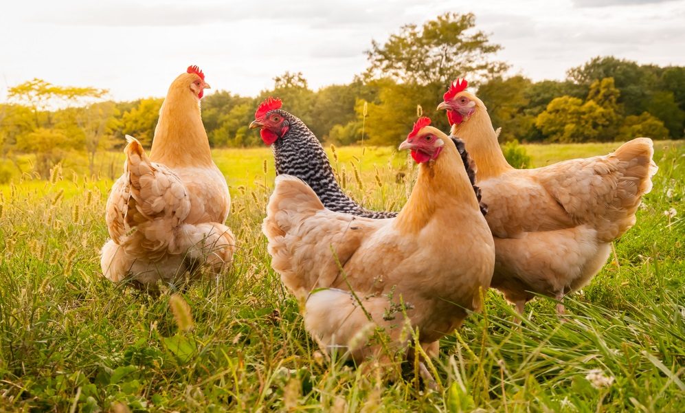 الصين دجاجات