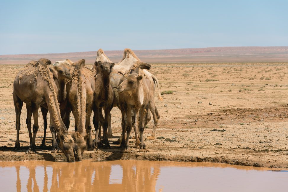 رعاة الإبل الأفغان