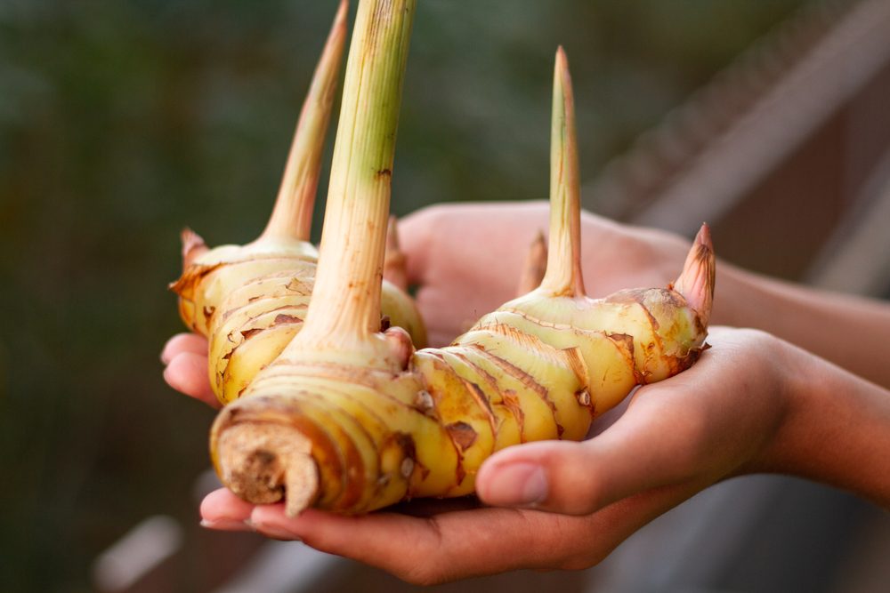 ينتمي النبات لعائلة الزنجبيلات الجذرية - Shutterstock