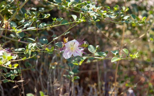 تقي من السرطان وتساعد على تخفيف الوزن.. فوائد “عشبة القبار”
