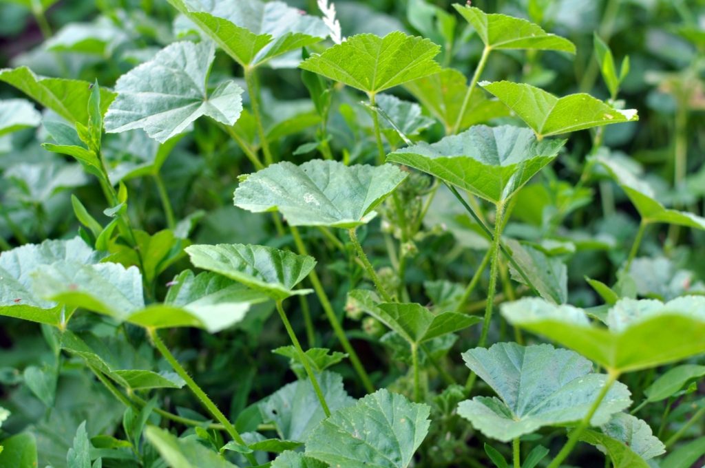 نبتة الخبيزة