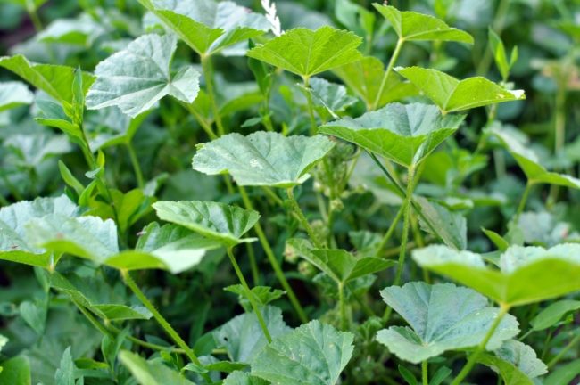 تُكافح الشيخوخة وتُسكِّن الآلام.. 8 فوائد لنبتة “الخُبَيْزَة” وطرق استخدامها