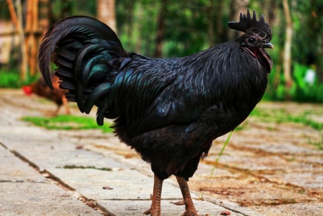 دجاجة واحدة بـ6 آلاف دولار! “لامبورغيني” أغلى دواجن العالم