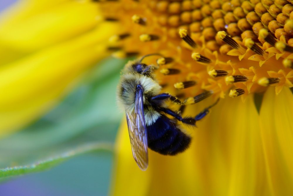 ذكي للغاية وسريع التعلم، ومعظمه لا يصنع العسل.. حقائق مذهلة عن النحل