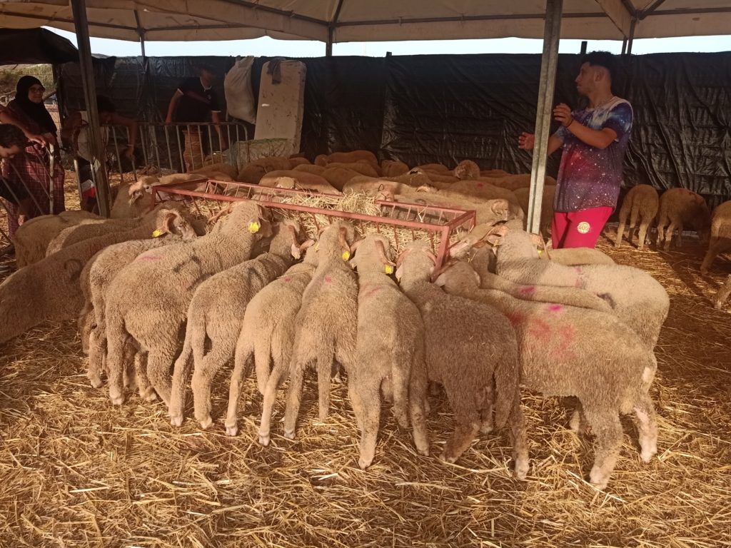 الأكباش الإسبانية في المغرب