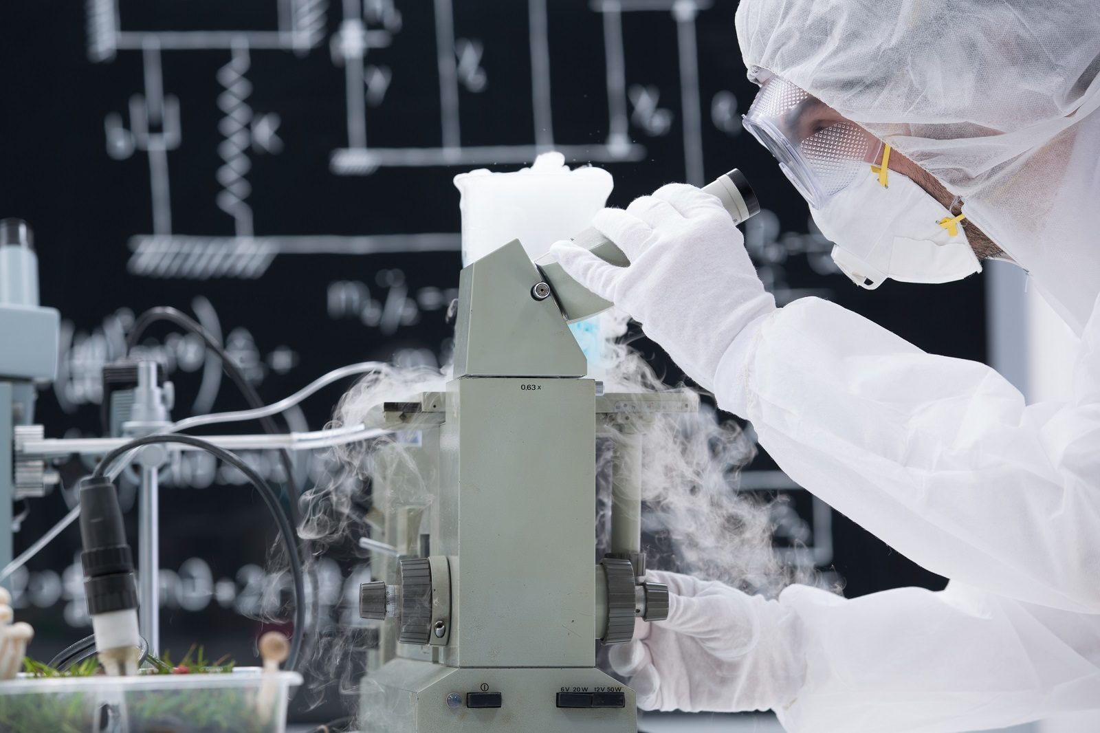 الفطر السحري