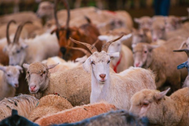 قبل اختيار نوع الأضحية.. لحم الضأن مقابل لحم الماعز.. أيهما أفضل، وما الفرق بينهما؟